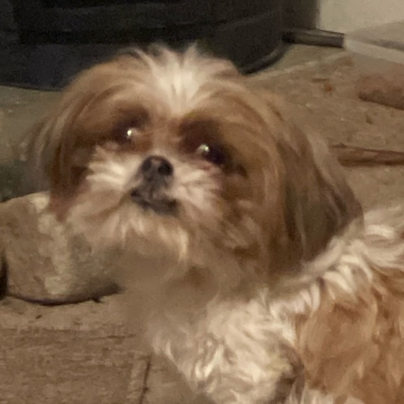 Meet your Posher, Bald - Picture 1 of 1